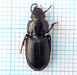 FotD